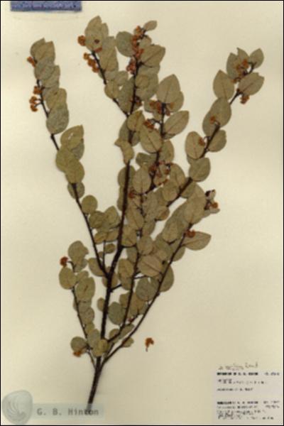URN_catalog_HBHinton_herbarium_21872.jpg.jpg