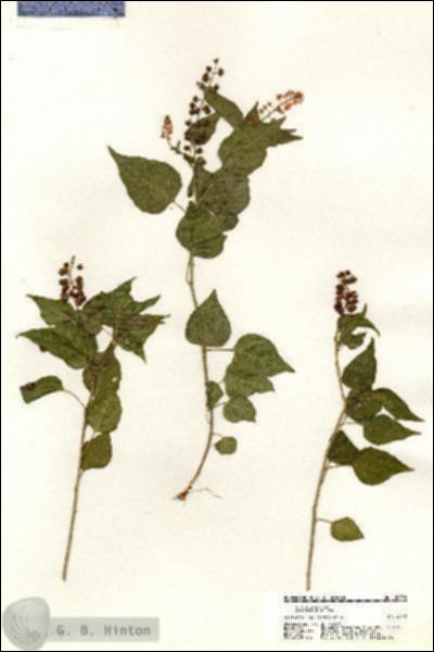 URN_catalog_HBHinton_herbarium_20798.jpg.jpg