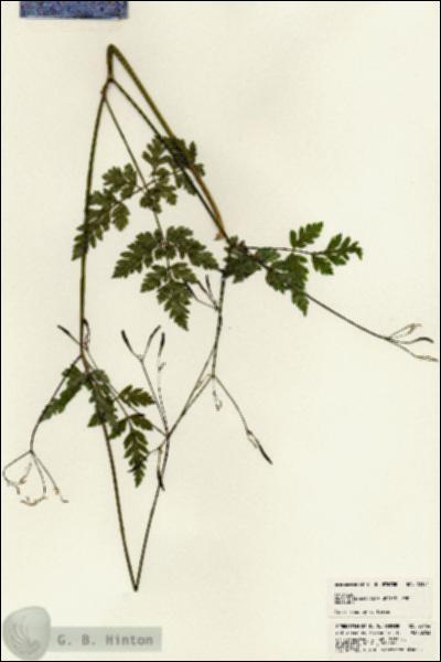 URN_catalog_HBHinton_herbarium_23154.jpg.jpg