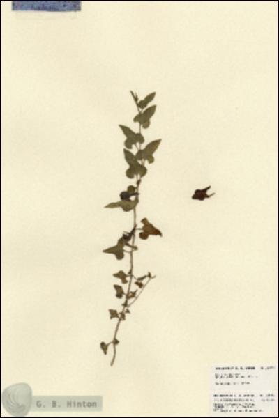 URN_catalog_HBHinton_herbarium_21939.jpg.jpg