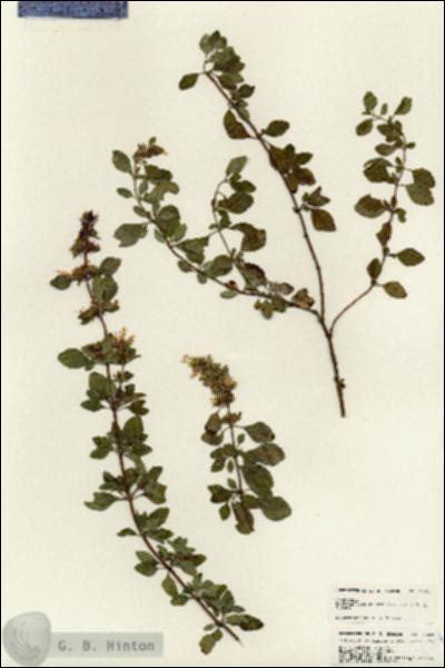 URN_catalog_HBHinton_herbarium_24824.jpg.jpg
