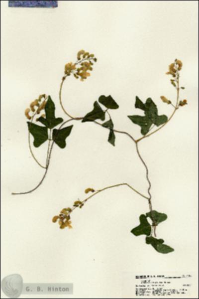 URN_catalog_HBHinton_herbarium_21258.jpg.jpg