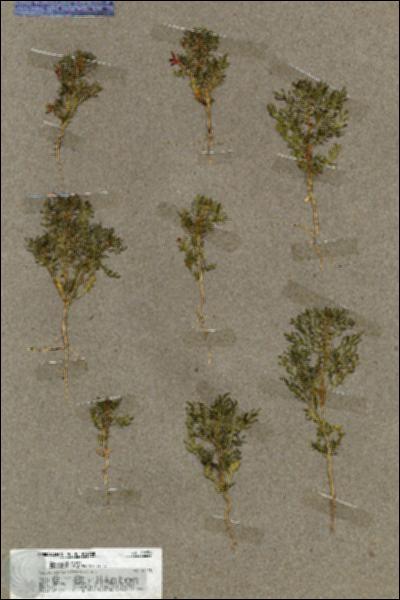 URN_catalog_HBHinton_herbarium_19656.jpg.jpg