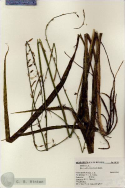 URN_catalog_HBHinton_herbarium_24715.jpg.jpg