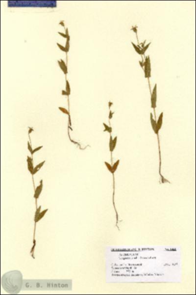 URN_catalog_HBHinton_herbarium_1460.jpg.jpg
