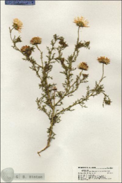 URN_catalog_HBHinton_herbarium_20258.jpg.jpg