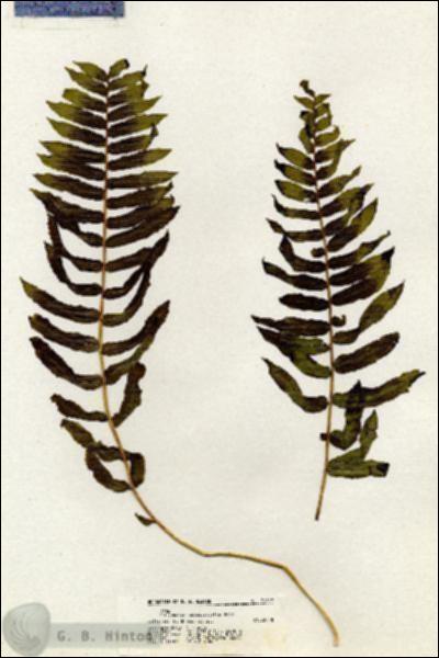 URN_catalog_HBHinton_herbarium_21032.jpg.jpg