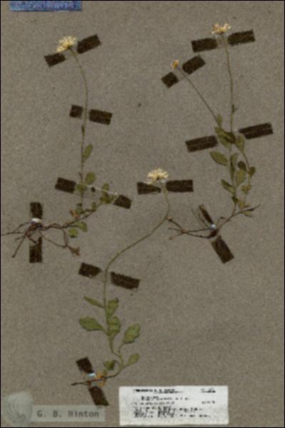 URN_catalog_HBHinton_herbarium_19801.jpg.jpg