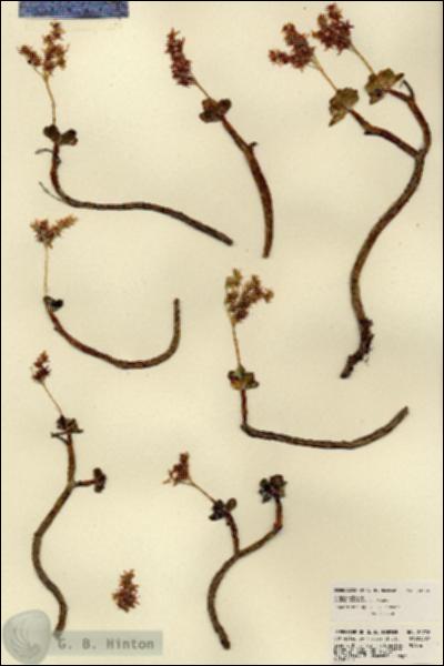 URN_catalog_HBHinton_herbarium_22776.jpg.jpg