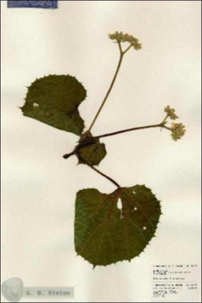 URN_catalog_HBHinton_herbarium_24292.jpg.jpg