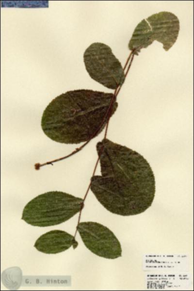 URN_catalog_HBHinton_herbarium_23491.jpg.jpg