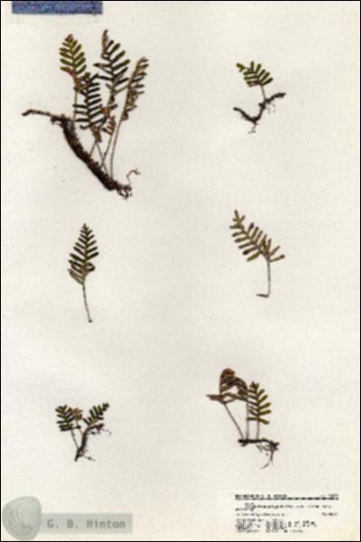 URN_catalog_HBHinton_herbarium_20919.jpg.jpg