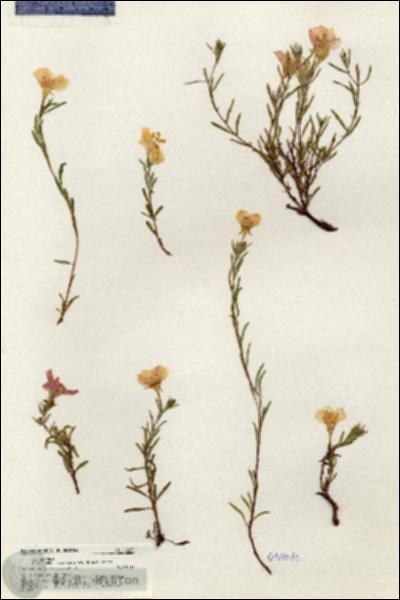 URN_catalog_HBHinton_herbarium_20952.jpg.jpg
