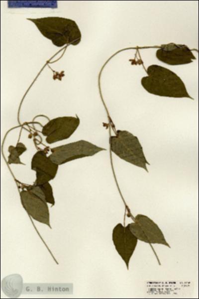 URN_catalog_HBHinton_herbarium_21169.jpg.jpg