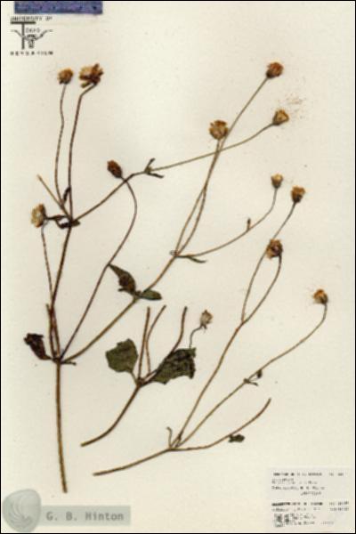URN_catalog_HBHinton_herbarium_26469.jpg.jpg