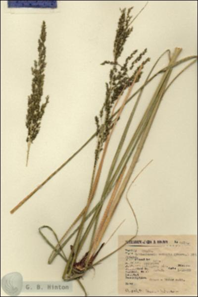 URN_catalog_HBHinton_herbarium_3219.jpg.jpg