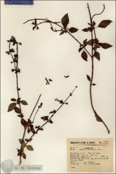 URN_catalog_HBHinton_herbarium_14094.jpg.jpg
