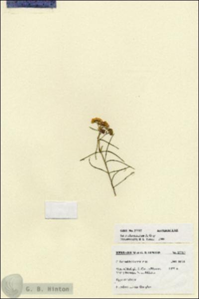 URN_catalog_HBHinton_herbarium_27717.jpg.jpg