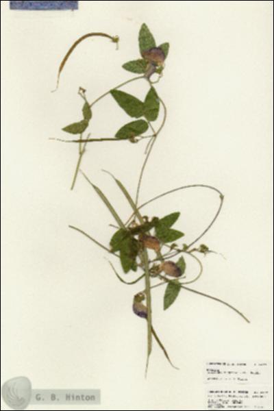 URN_catalog_HBHinton_herbarium_24649.jpg.jpg