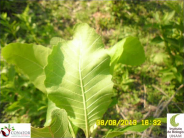 57702_S1_HJ2_20130808_005.jpg.jpg