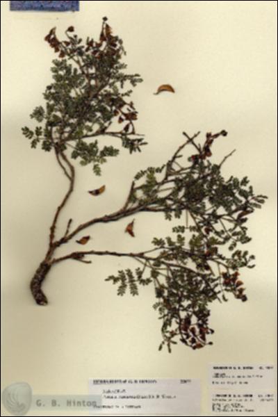 URN_catalog_HBHinton_herbarium_22877.jpg.jpg