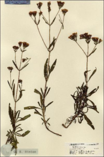 URN_catalog_HBHinton_herbarium_21592.jpg.jpg