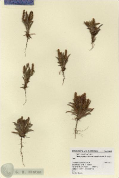 URN_catalog_HBHinton_herbarium_18438.jpg.jpg