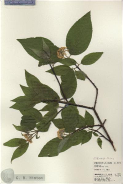URN_catalog_HBHinton_herbarium_22950.jpg.jpg