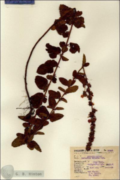 URN_catalog_HBHinton_herbarium_12206.jpg.jpg