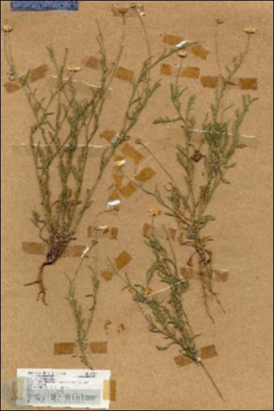 URN_catalog_HBHinton_herbarium_17827.jpg.jpg
