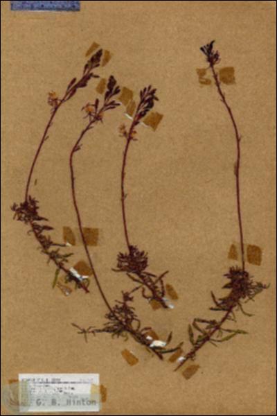 URN_catalog_HBHinton_herbarium_17772.jpg.jpg