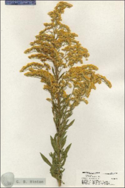 URN_catalog_HBHinton_herbarium_20463.jpg.jpg