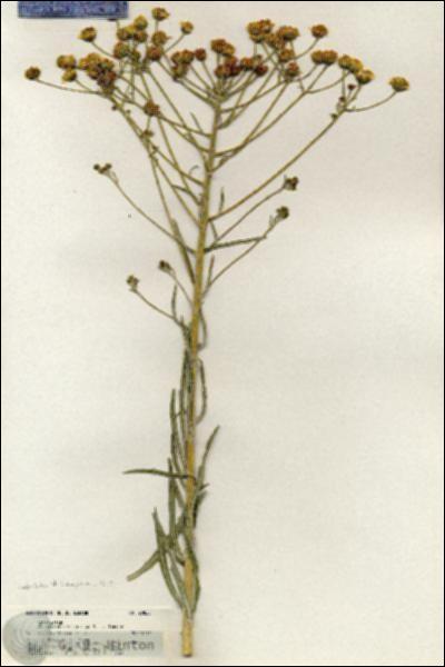 URN_catalog_HBHinton_herbarium_20825.jpg.jpg