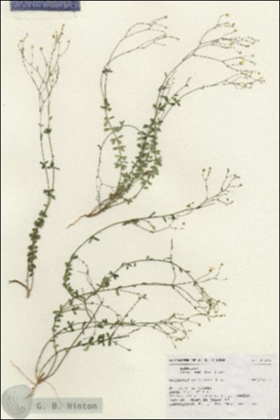 URN_catalog_HBHinton_herbarium_18240.jpg.jpg