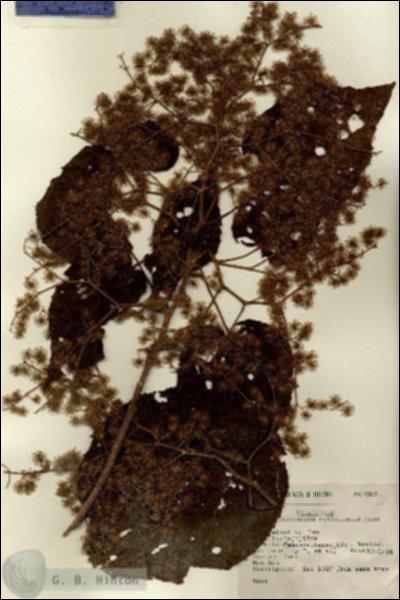 URN_catalog_HBHinton_herbarium_7077.jpg.jpg