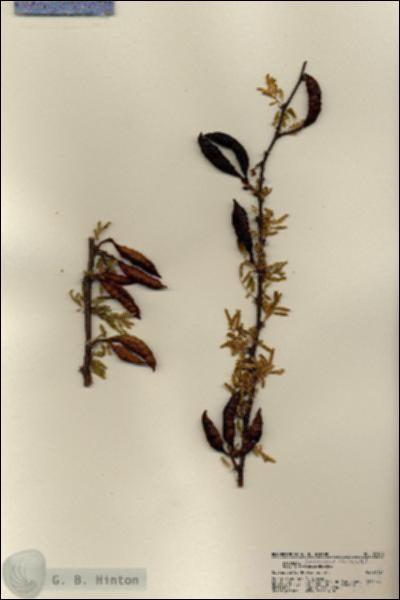 URN_catalog_HBHinton_herbarium_22168.jpg.jpg