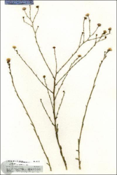 URN_catalog_HBHinton_herbarium_20402.jpg.jpg