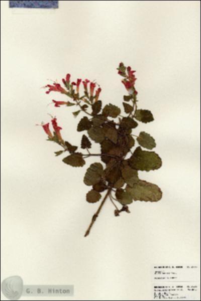 URN_catalog_HBHinton_herbarium_24616.jpg.jpg