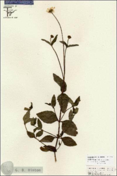 URN_catalog_HBHinton_herbarium_26791.jpg.jpg