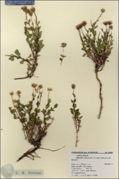 URN_catalog_HBHinton_herbarium_19030.jpg.jpg