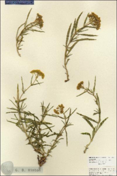 URN_catalog_HBHinton_herbarium_25993.jpg.jpg