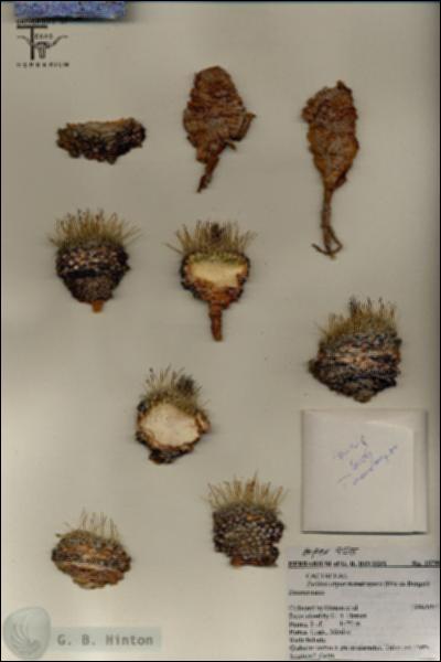 URN_catalog_HBHinton_herbarium_25799.jpg.jpg