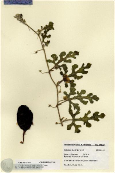 URN_catalog_HBHinton_herbarium_27822.jpg.jpg