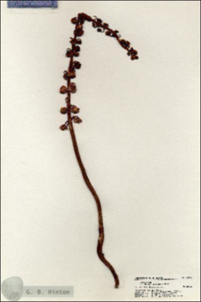 URN_catalog_HBHinton_herbarium_20510.jpg.jpg