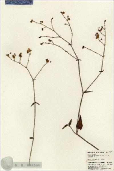 URN_catalog_HBHinton_herbarium_23587.jpg.jpg
