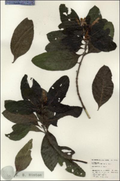 URN_catalog_HBHinton_herbarium_24624.jpg.jpg