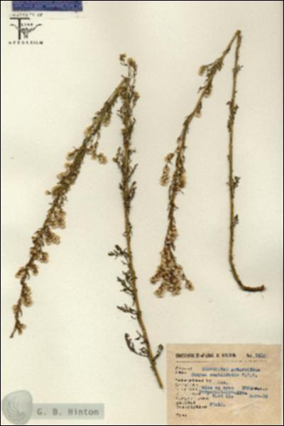 URN_catalog_HBHinton_herbarium_1410.jpg.jpg