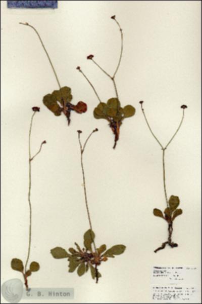 URN_catalog_HBHinton_herbarium_25896.jpg.jpg