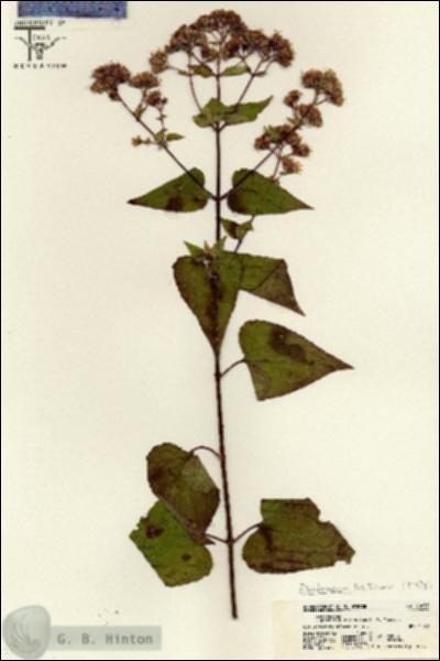 URN_catalog_HBHinton_herbarium_20037.jpg.jpg