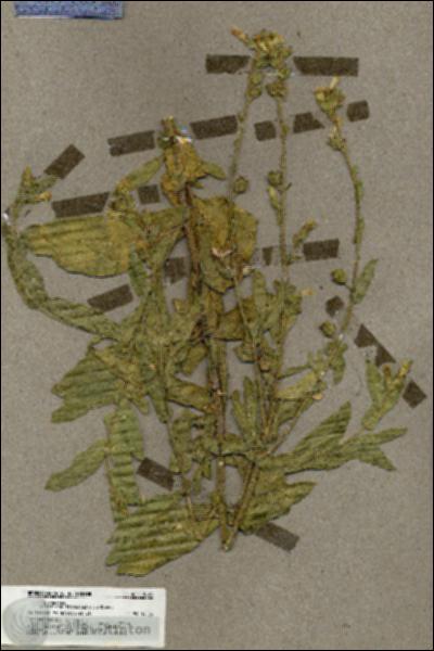 URN_catalog_HBHinton_herbarium_19623.jpg.jpg